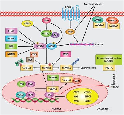 Non-coding RNA Activated by DNA Damage: Review of Its Roles in the Carcinogenesis